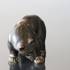 Bär steht und scheint Stark zu sein, Royal Copenhagen Steingutfigur Nr. 21519 | Nr. 1049237 | Alt. r21519-s | DPH Trading