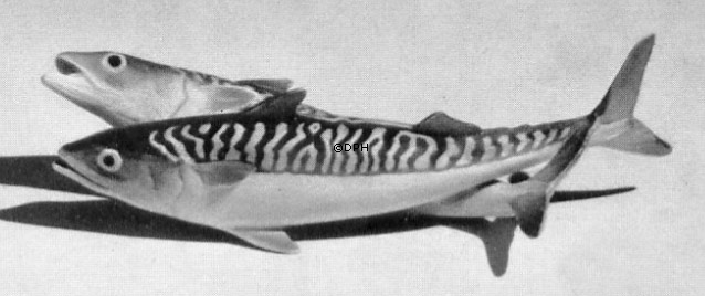 Paar Makrele, Bing & Gröndahl Fischfigur Nr. 1638