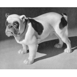Englische Bulldogge, Bing & Gröndahl Hund Figur Nr. 2110