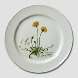 Flora Danica Teller, Hieracium pilosella