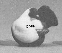 Taube, Royal Copenhagen Vogelfigur Nr. 4787