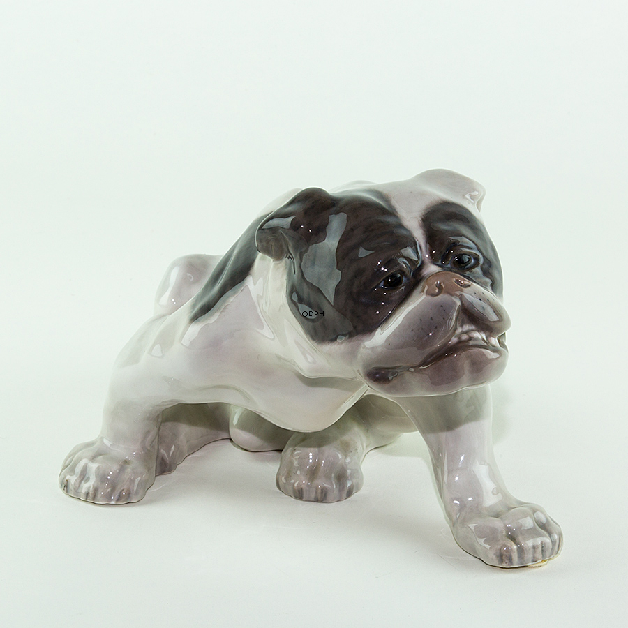 Englische Bulldogge, 18x33cm, Royal Copenhagen Figur nr. 778 (Signiert Knud Kyhn 1907)