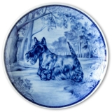 Ravn Hundeteller Nr. 61, Scottish Terrier
