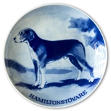 Ravn Hundeteller Nr. 2, Hamiltonstövare