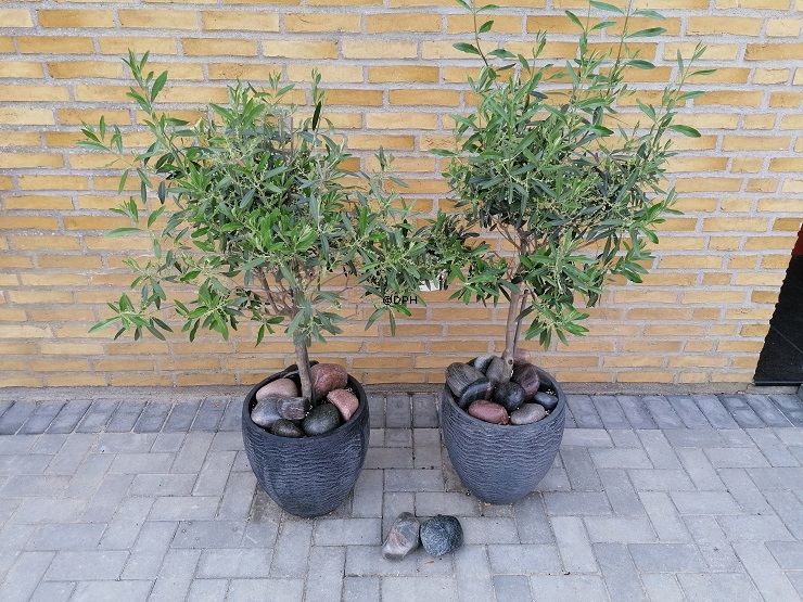 Polierter ungewaschener und unbehandelter Stein, 1 Stk. - Dekorativer Naturstein 8-17cm, sortiert