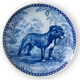 Tove Svendsen Hundeteller, Staffordshire Bull Terrier Hund